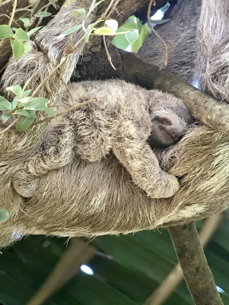 Baby Sloth in Manuel Antonio