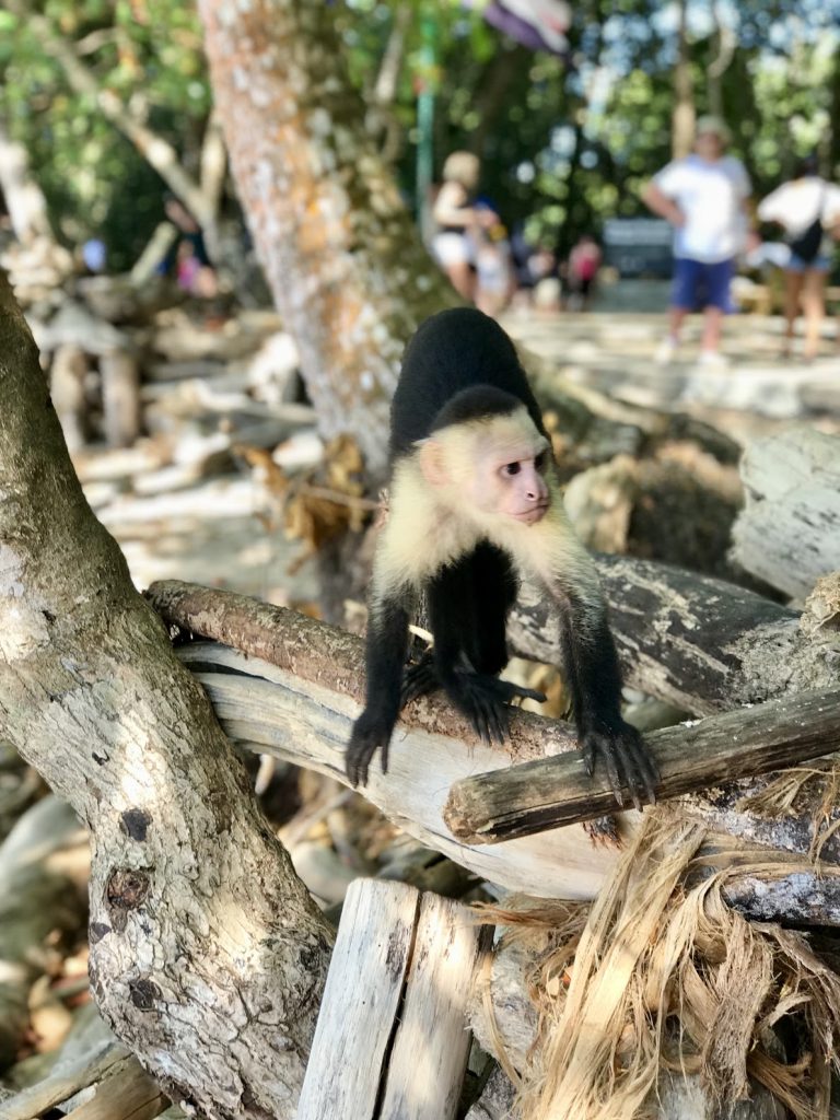 Howler monkey on the beach in Manuel Antonio