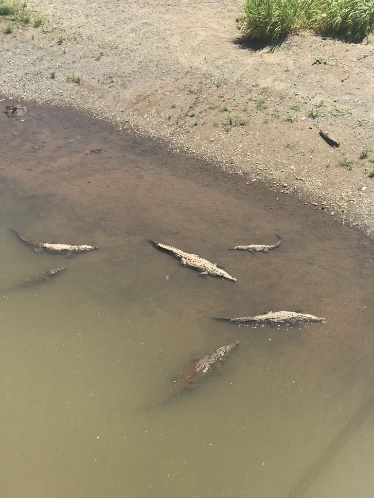 Crocodile Bridge