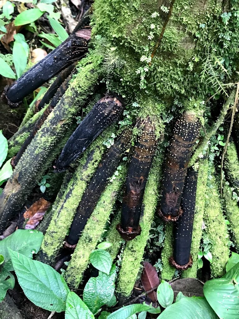 Penis Root Tree