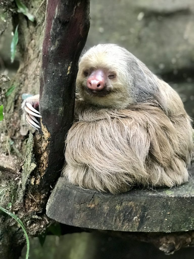 Sloth at the animal sanctuary at The Springs Resort and Spa Arenal