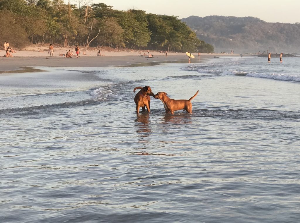 Street dogs in Santa Teresa