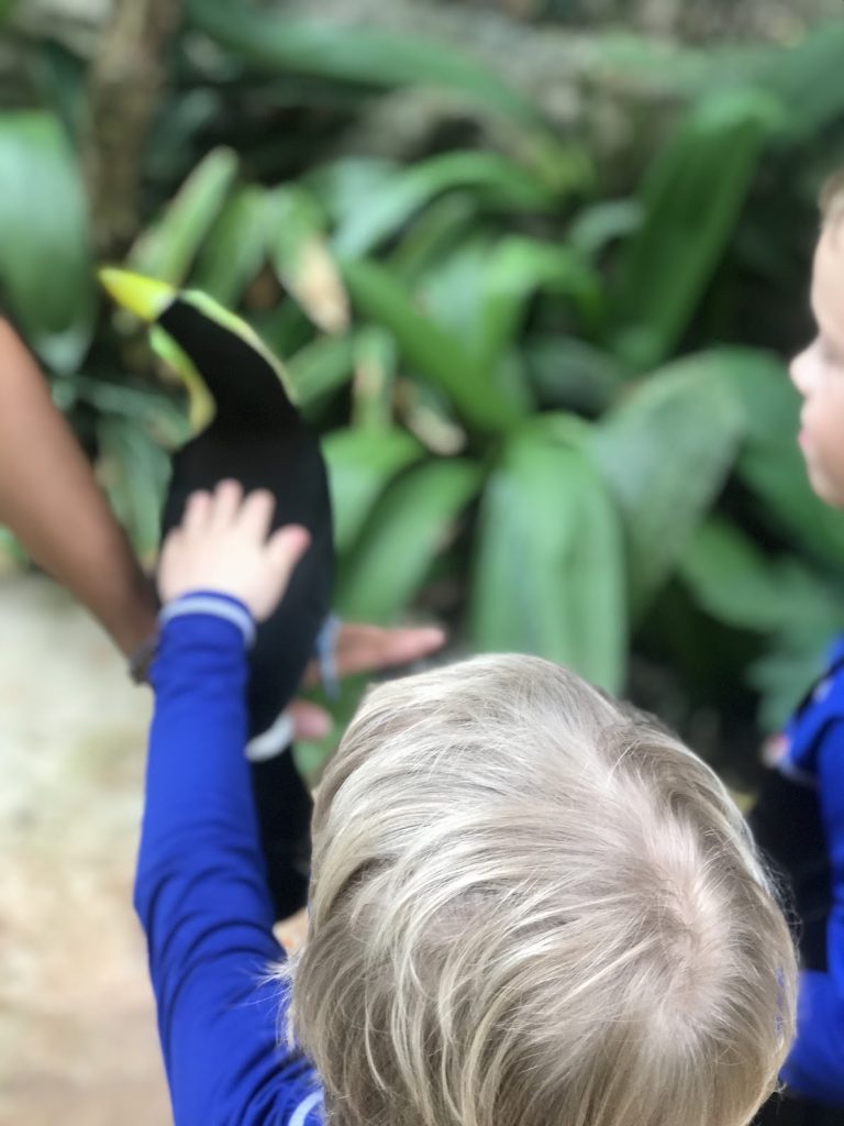 petting a toucan at The Springs Resort and Spa Arenal