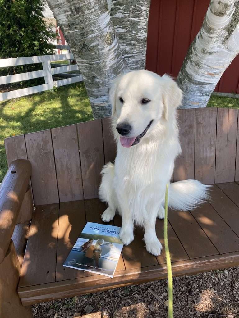 Dogs are not allowed at The Farm in Door County, Wisconsin so Chuck is waiting in the parking lot. 