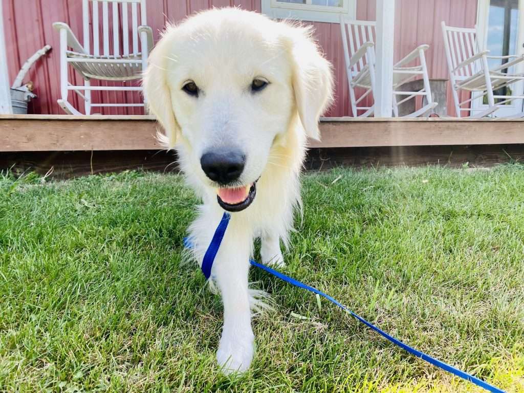 Dog on the front lawn of the Honey Barn in Westby.