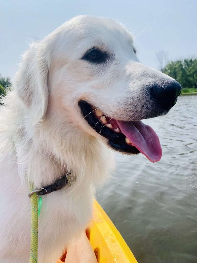 Dog on a kayak on the Ahnapee River. 